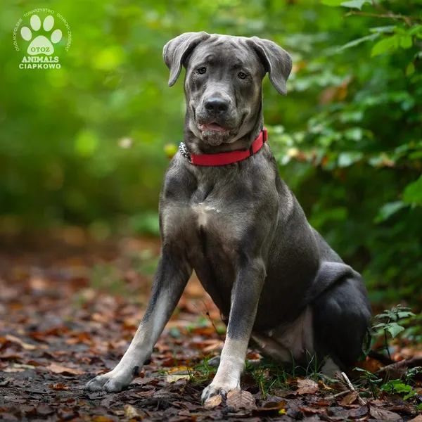 Pies do adopcji, Gdynia, 9 lutego 2026 (2/4)