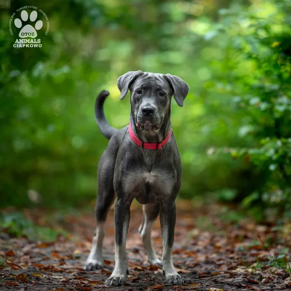 Pies do adopcji, Gdynia, 9 lutego 2026 (3/4)