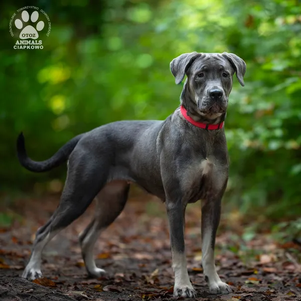 Pies do adopcji, Gdynia, 9 lutego 2026 (4/4)