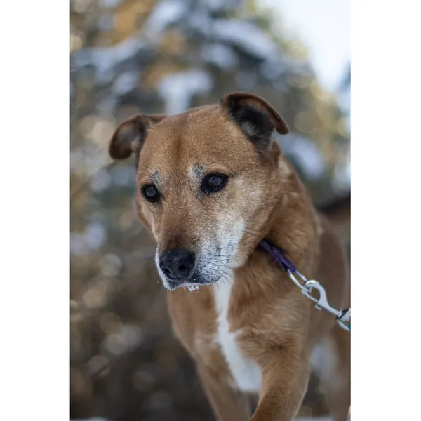 Znaleziono psa, Białystok, 6 grudnia 2025 (4/5)