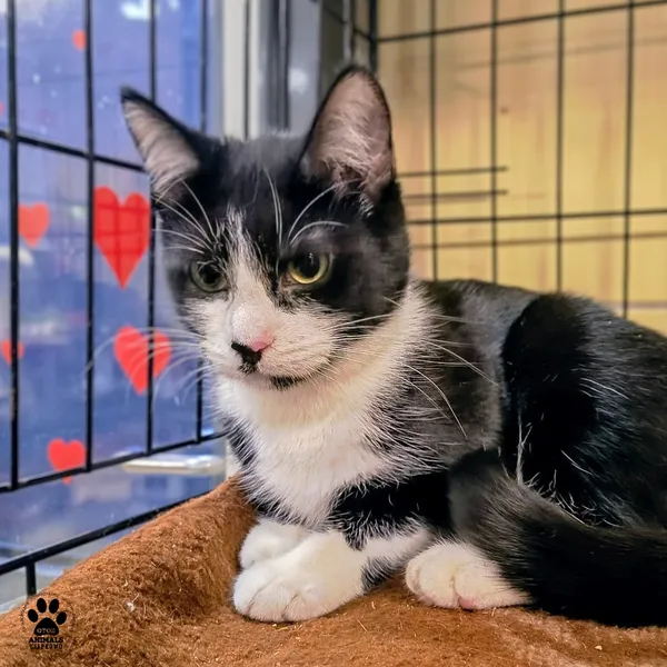 Kot do adopcji, Gdynia, 9 lutego 2026 (2/2)