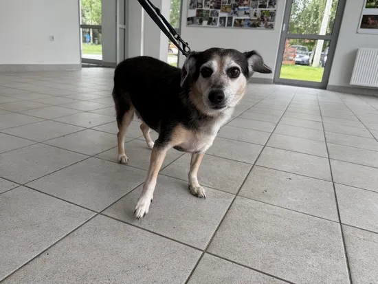 Pies do adopcji, Kraków, 25 stycznia 2026