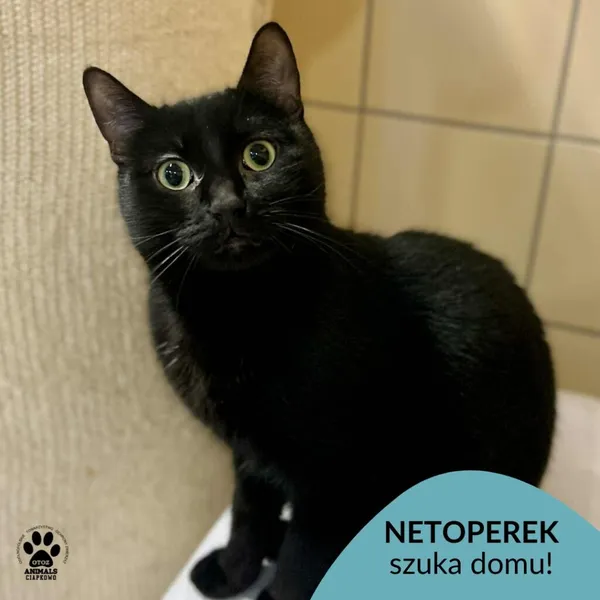 Kot do adopcji, Gdynia, 9 lutego 2026 (1/4)