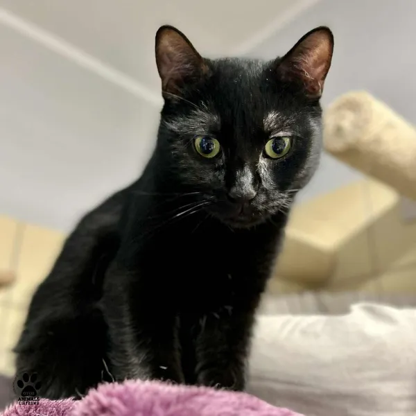 Kot do adopcji, Gdynia, 9 lutego 2026 (2/4)