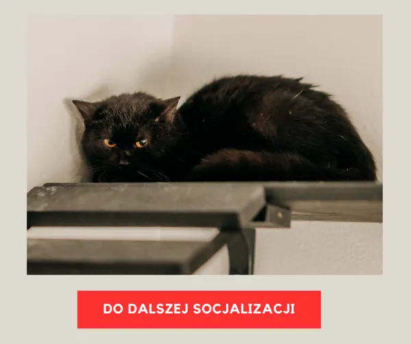 Kot do adopcji, Czartki, 9 lutego 2026