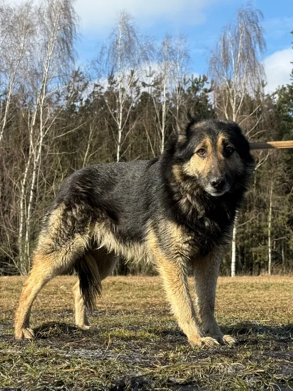 Pies do adopcji, Pieczyska, 9 lutego 2026 (2/5)