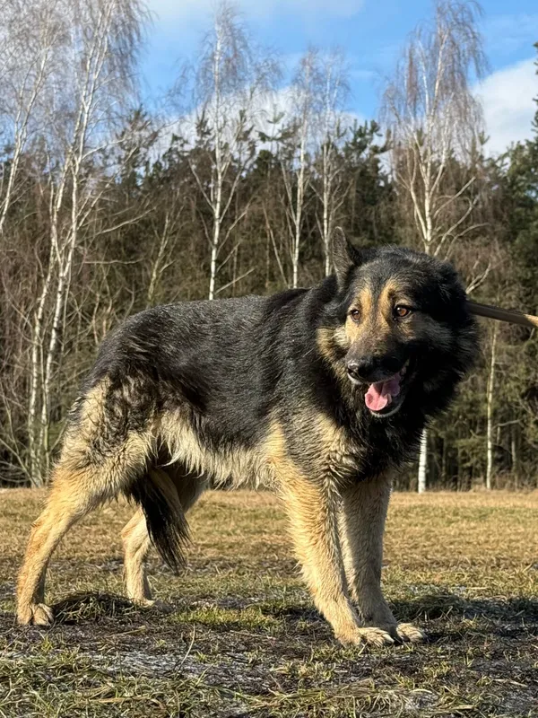 Pies do adopcji, Pieczyska, 9 lutego 2026 (3/5)