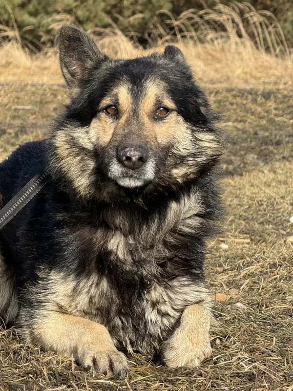 Pies do adopcji, Pieczyska, 9 lutego 2026 (4/5)