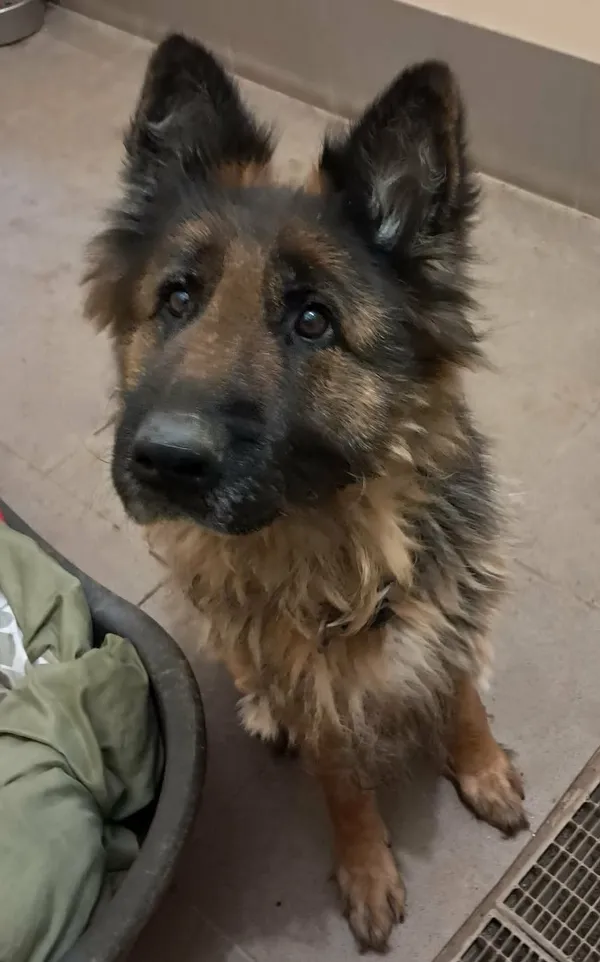 Znaleziono psa, Olsztyn, 10 stycznia 2026