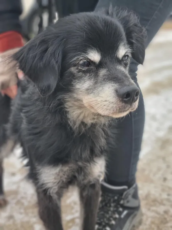 Pies do adopcji, Żywiec, 9 lutego 2026 (1/5)