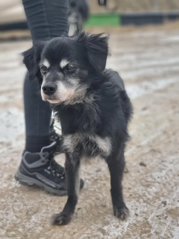 Pies do adopcji, Żywiec, 9 lutego 2026 (2/5)