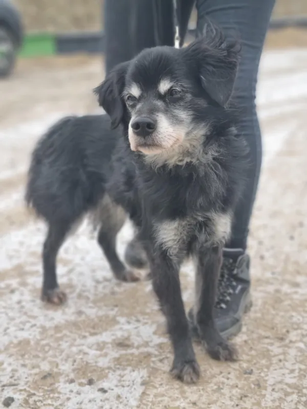 Pies do adopcji, Żywiec, 9 lutego 2026 (3/5)