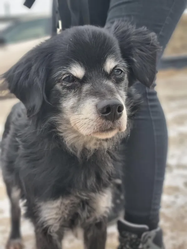 Pies do adopcji, Żywiec, 9 lutego 2026 (4/5)