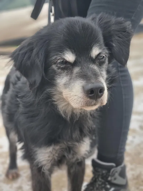 Pies do adopcji, Żywiec, 9 lutego 2026 (5/5)