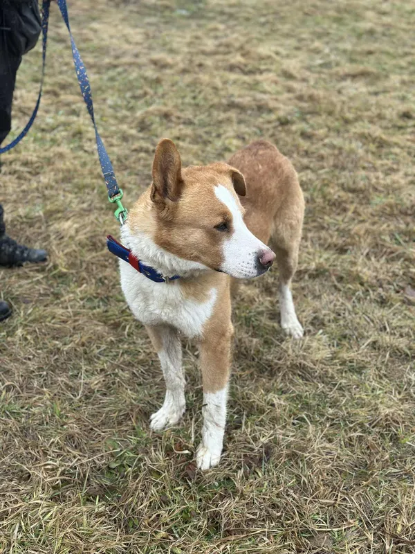 Pies do adopcji, Żywiec, 9 lutego 2026 (1/5)