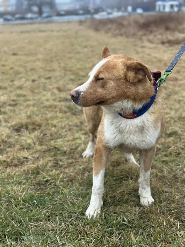 Pies do adopcji, Żywiec, 9 lutego 2026 (3/5)