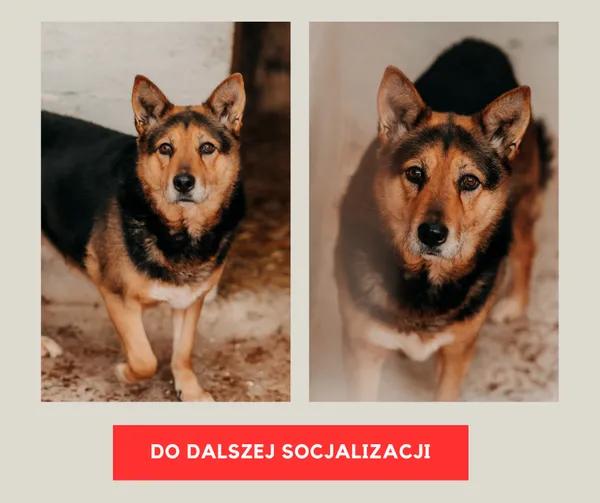 Pies do adopcji, Czartki, 9 lutego 2026