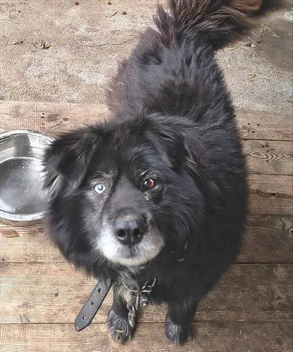 Znaleziono psa, Racibórz, 3 lutego 2026