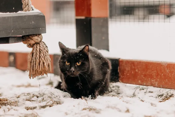 Kot do adopcji, Czartki, 9 lutego 2026 (1/2)