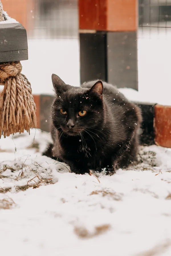 Kot do adopcji, Czartki, 9 lutego 2026 (2/2)