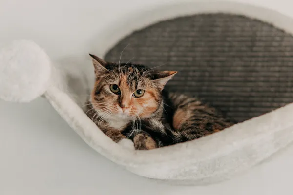 Kot do adopcji, Czartki, 9 lutego 2026 (3/5)