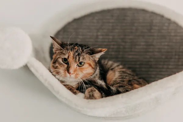 Kot do adopcji, Czartki, 9 lutego 2026 (4/5)