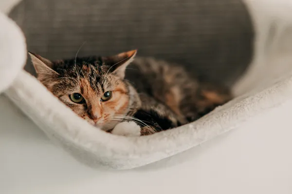 Kot do adopcji, Czartki, 9 lutego 2026 (5/5)