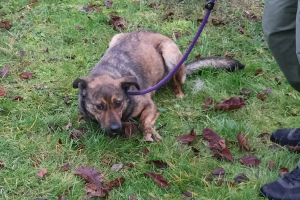 Pies do adopcji, Bełchatów, 1 listopada 2023 (1/5)