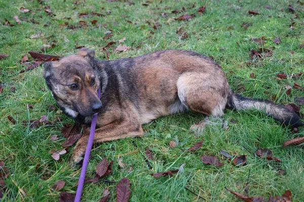 Pies do adopcji, Bełchatów, 1 listopada 2023 (2/5)