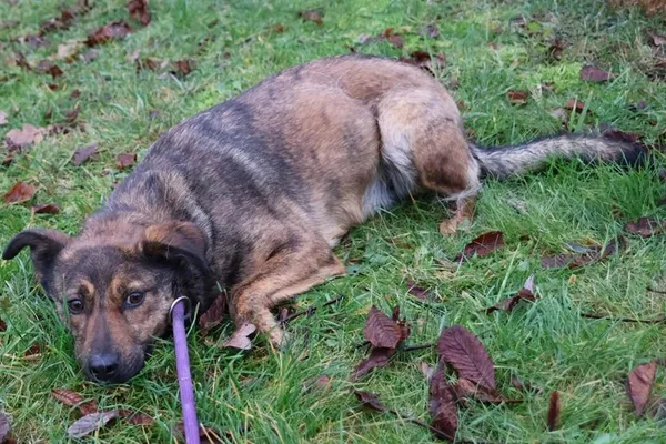 Pies do adopcji, Bełchatów, 1 listopada 2023 (5/5)