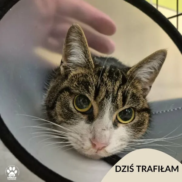 Znaleziono kota, Gdynia, 5 lutego 2026