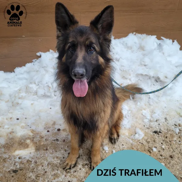 Znaleziono psa, Gdynia, 5 lutego 2026