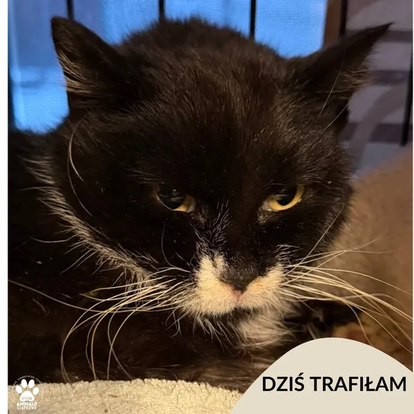 Znaleziono kota, Gdynia, 4 lutego 2026