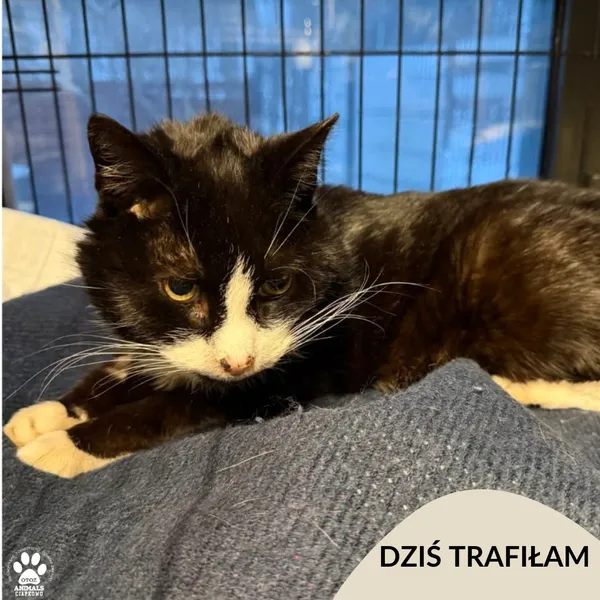 Znaleziono kota, Gdynia, 4 lutego 2026