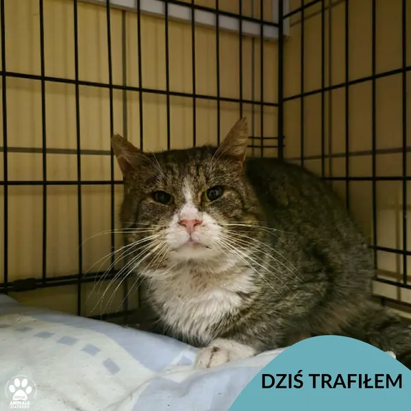 Znaleziono kota, Gdynia, 3 lutego 2026