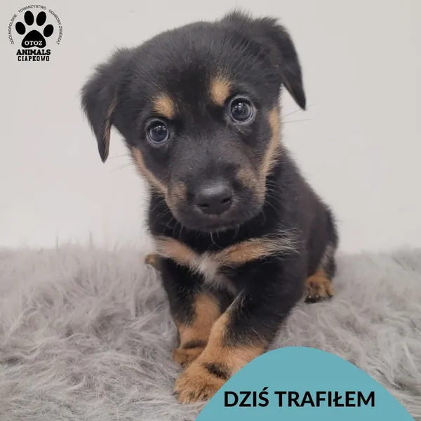 Znaleziono psa, Gdynia, 2 lutego 2026