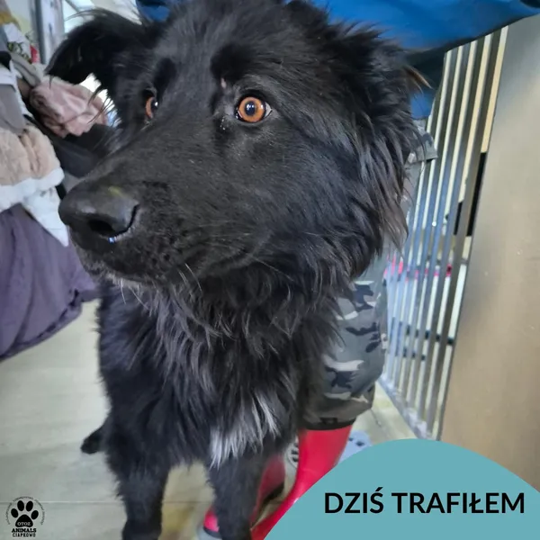 Znaleziono psa, Gdynia, 30 stycznia 2026