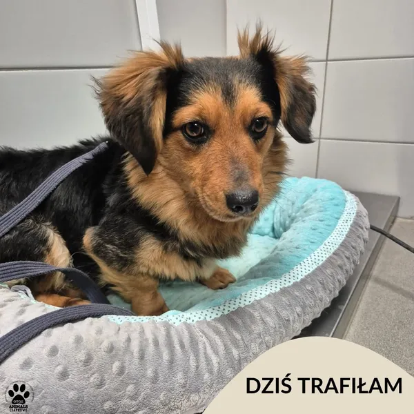 Znaleziono psa, Gdynia, 30 stycznia 2026