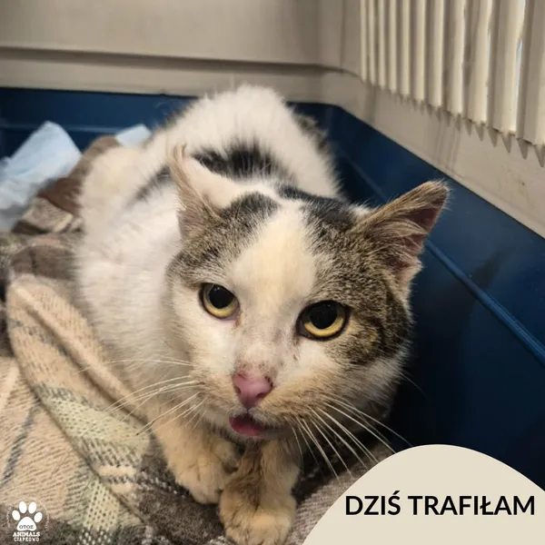 Znaleziono kota, Gdynia, 25 stycznia 2026