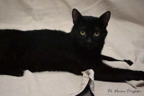 Znaleziono kota, Sosnowiec, 3 lutego 2026 (1/2)