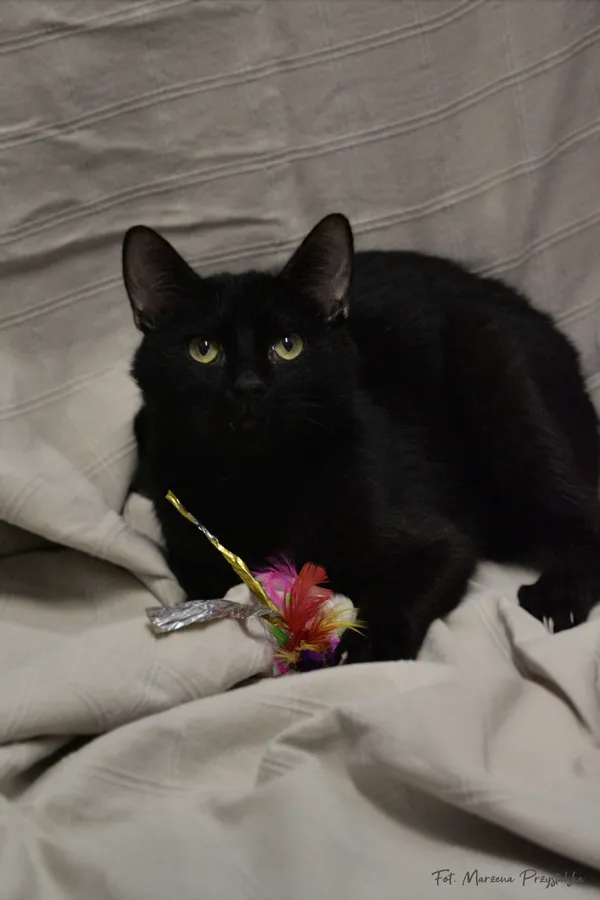 Znaleziono kota, Sosnowiec, 3 lutego 2026 (2/2)