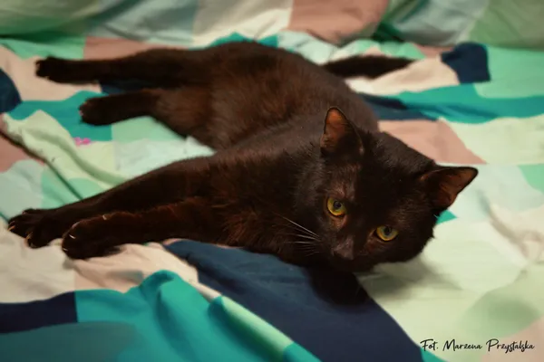 Znaleziono kota, Sosnowiec, 3 lutego 2026 (1/2)