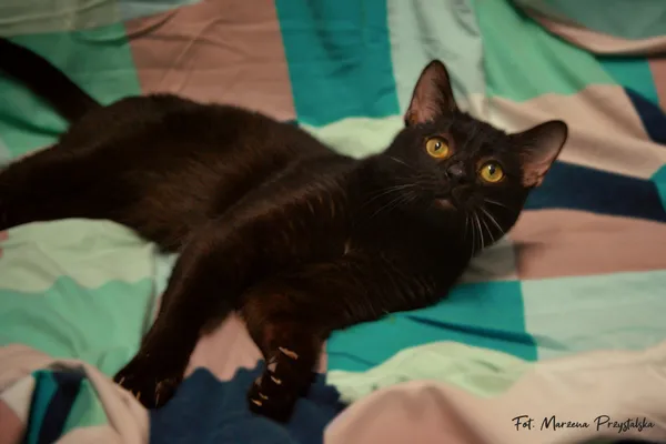 Znaleziono kota, Sosnowiec, 3 lutego 2026 (2/2)