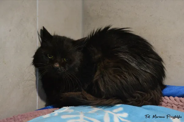 Znaleziono kota, Sosnowiec, 8 lutego 2026