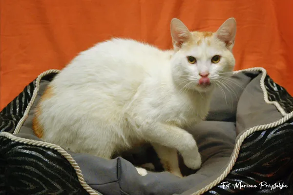 Znaleziono kota, Sosnowiec, 5 lutego 2026 (1/2)