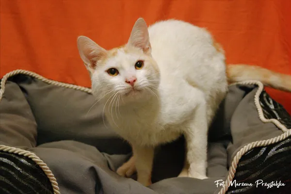 Znaleziono kota, Sosnowiec, 5 lutego 2026 (2/2)