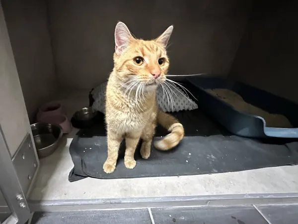 Znaleziono kota, Sosnowiec, 2 lutego 2026