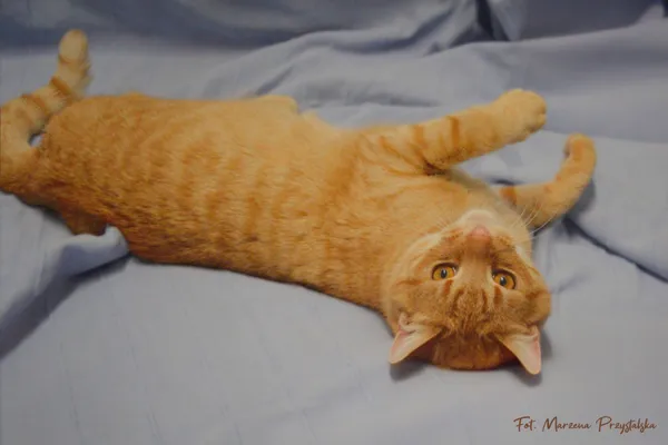 Znaleziono kota, Sosnowiec, 2 lutego 2026 (2/3)