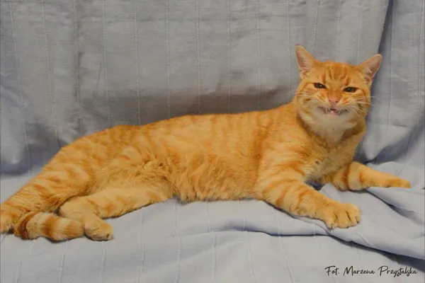 Znaleziono kota, Sosnowiec, 2 lutego 2026 (3/3)