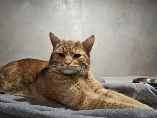 Znaleziono kota, Sosnowiec, 5 lutego 2026